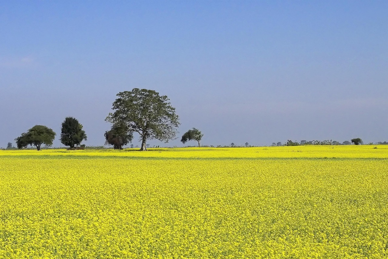 mustard farming cultivation yellow 255827